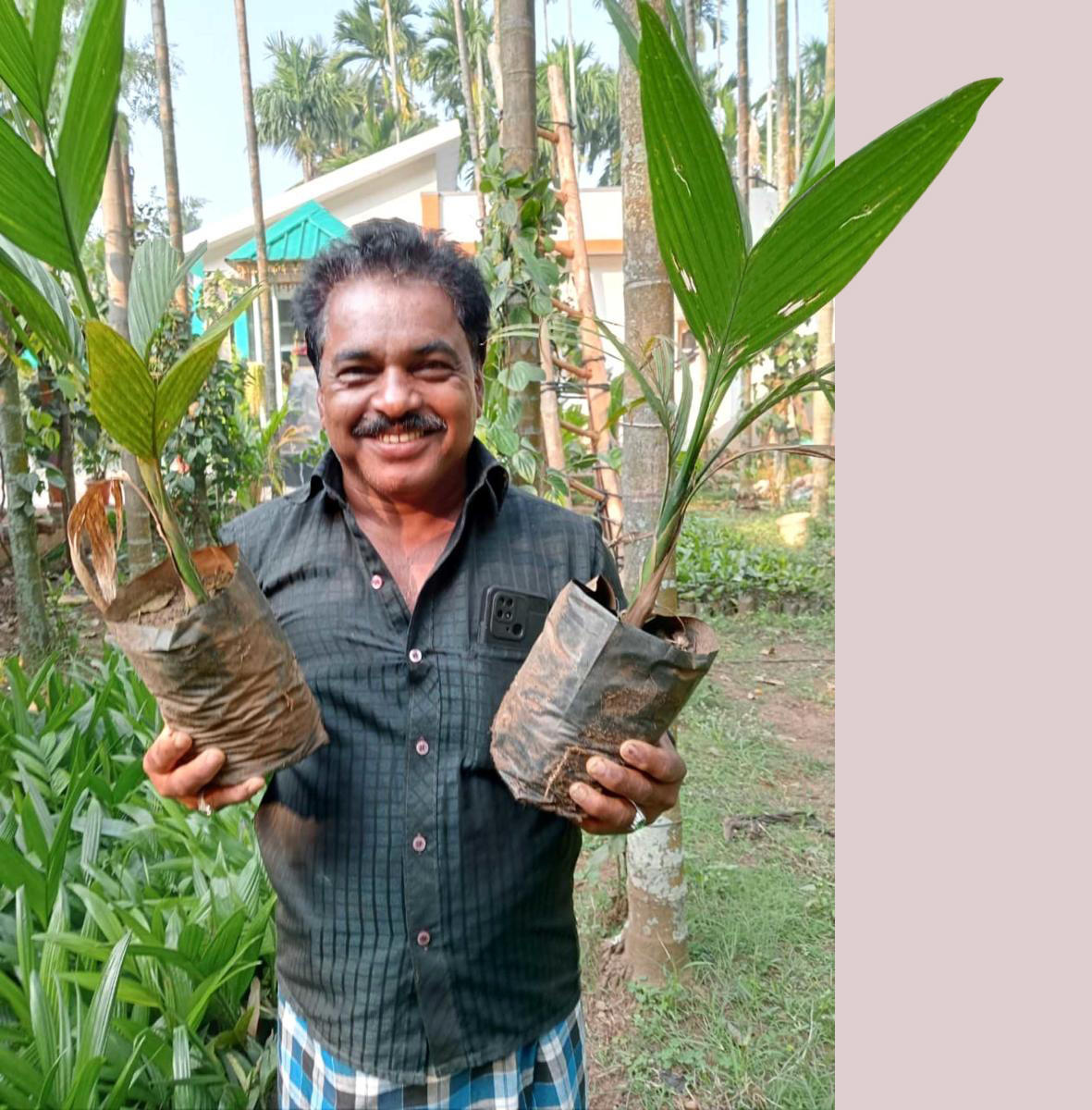 ಬಸವಾಪಟ್ಟಣ: ಅಡಿಕೆ ಸಸಿ ಬೆಳೆದು ಲಾಭ ಗಳಿಕೆ