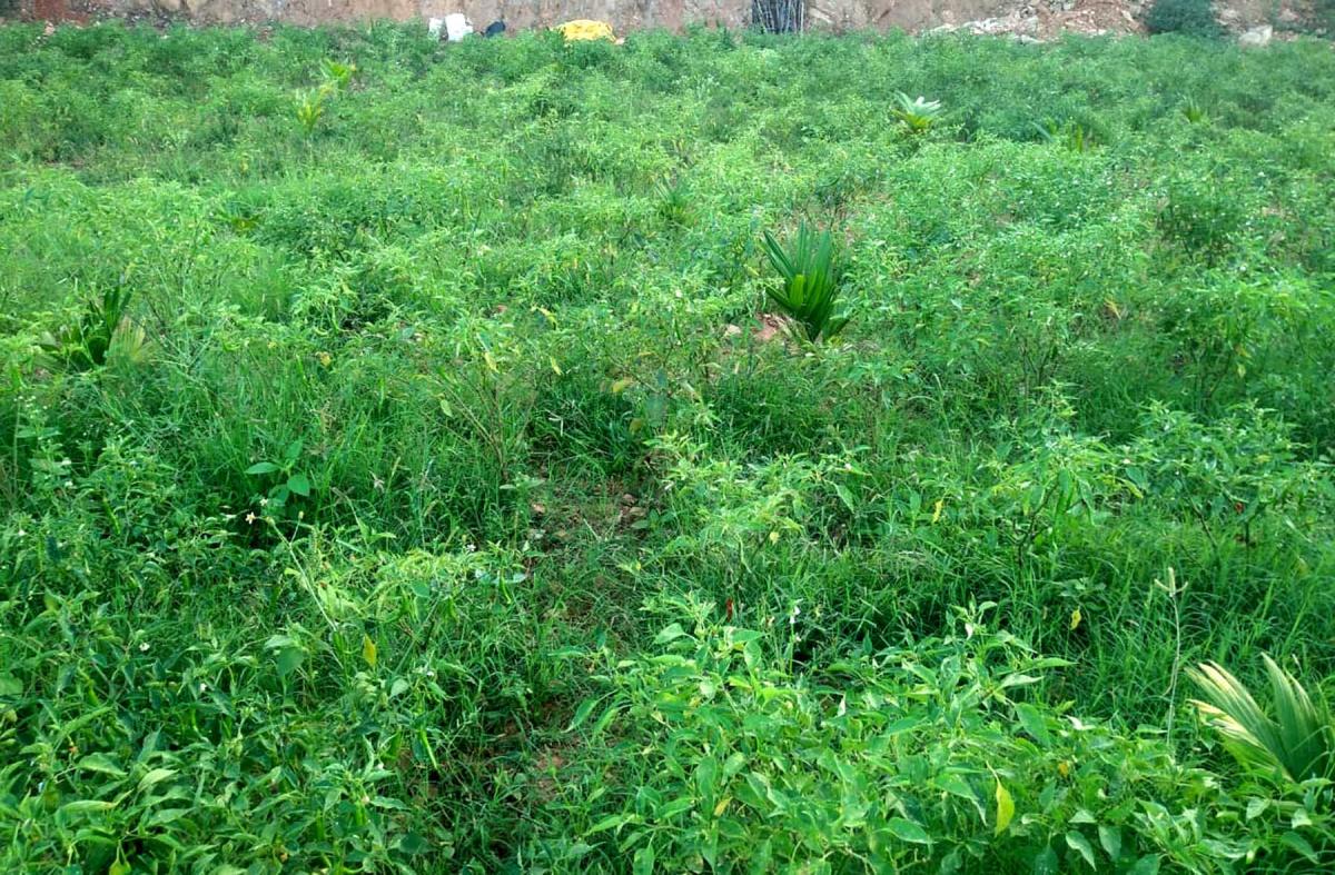 ರೈತನಿಗೆ ಲಾಭ ನೀಡಿದ ಹಸಿಮೆಣಸಿನ ಕಾಯಿ ಬೆಳೆ