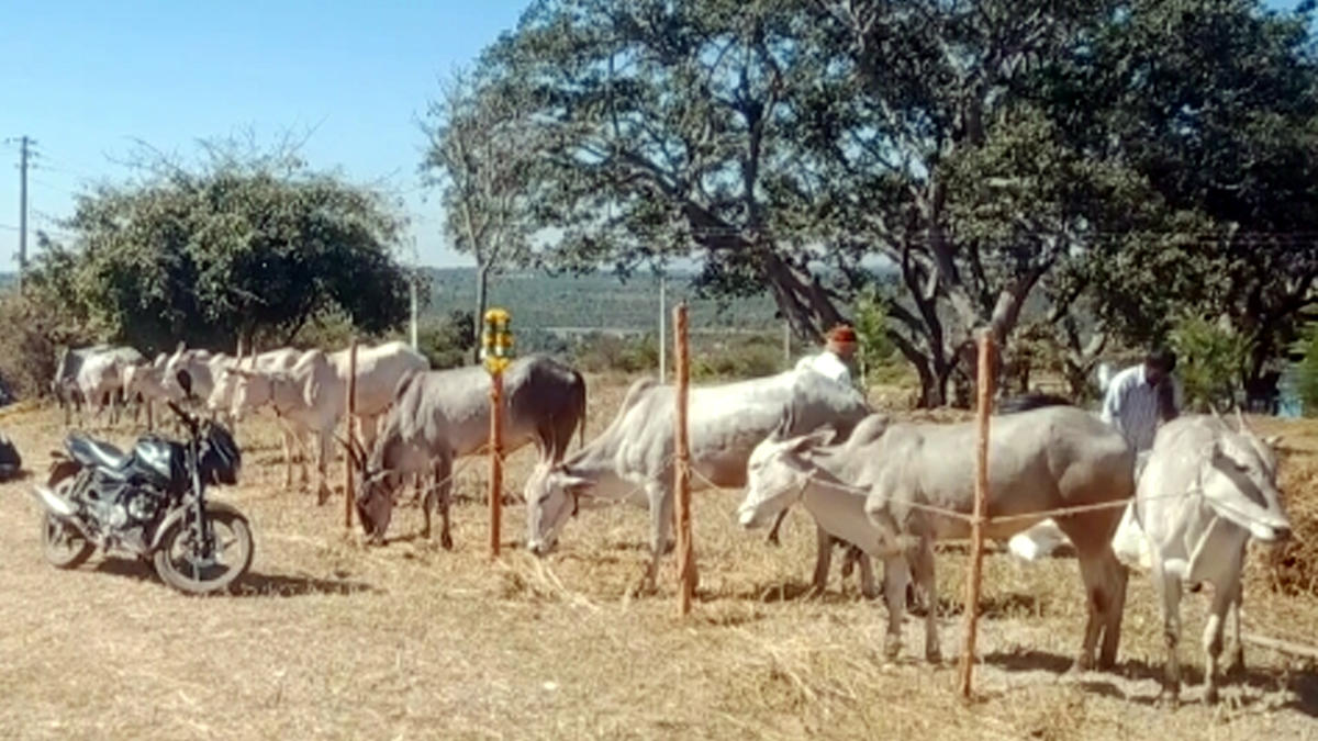 ದೊಡ್ಡಬಳ್ಳಾಪುರ | ನಿಷೇಧ ಇದ್ದರೂ ಎತ್ತುಗಳ ಜತೆ ಘಾಟಿಗೆ ಬಂದ ರೈತರು