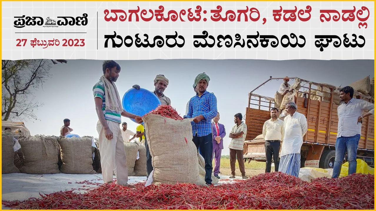 Video| ಬಾಗಲಕೋಟೆ: ತೊಗರಿ, ಕಡಲೆ ನಾಡಲ್ಲಿ ಗುಂಟೂರು ಮೆಣಸಿನಕಾಯಿ ಘಾಟು