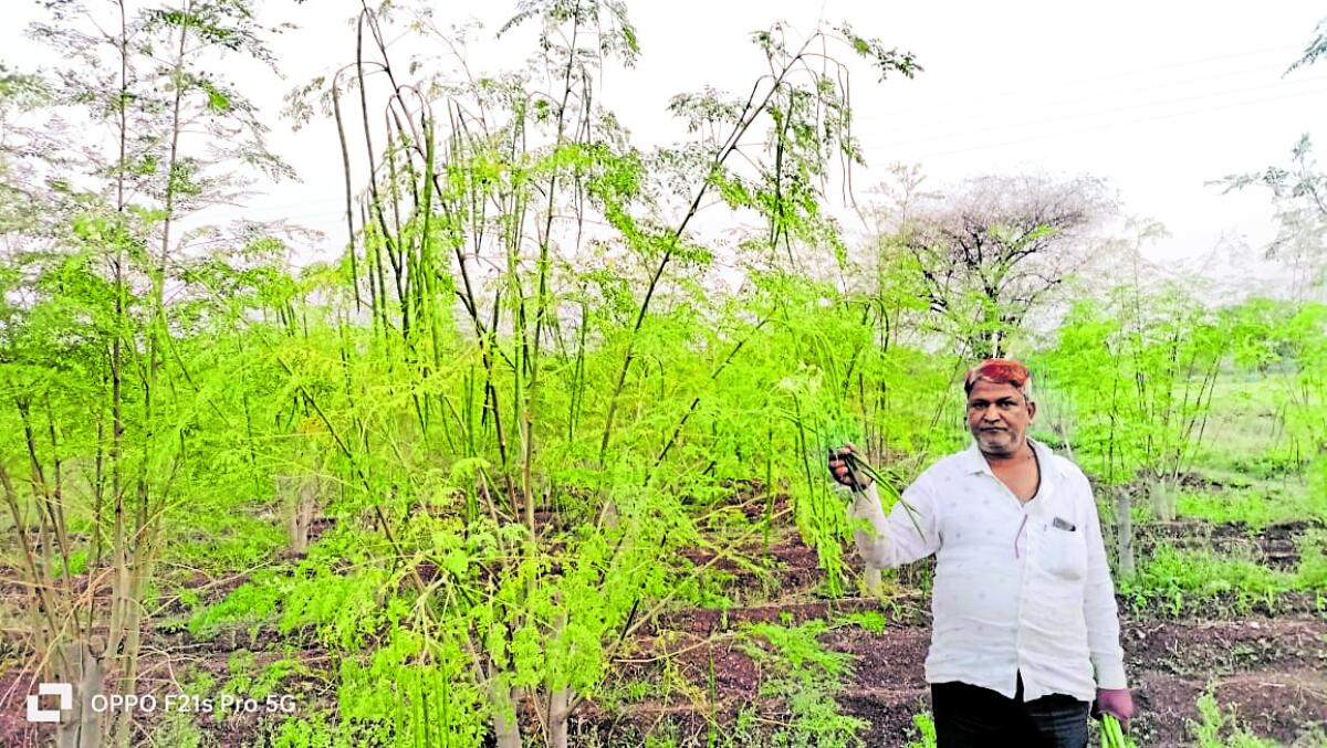 ಬೀದರ್‌ |  ರೈತನ ಬಾಳು ಸಿಹಿಯಾಗಿಸಿದ ನುಗ್ಗೆ