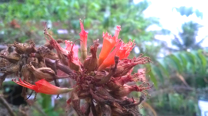 ಧಾತಕೀಕುಸುಮ