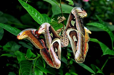 ದಕ್ಷಿಣ ಕನ್ನಡ ಜಿಲ್ಲೆಯ ಕಟೀಲು ಉಲ್ಲಂಜೆ ಸಮೀಪ ಸಿಕ್ಕ ಹಾವಿನ ಹೆಡೆಯಾಕಾರದ ರೆಕ್ಕೆಗಳುಳ್ಳ ಅಟ್ಲಾಸ್‌ ಪತಂಗ.  	(ಮೂಲ್ಕಿ ಚಿತ್ರ: ನರೇಂದ್ರ ಕೆರೆಕಾಡು)