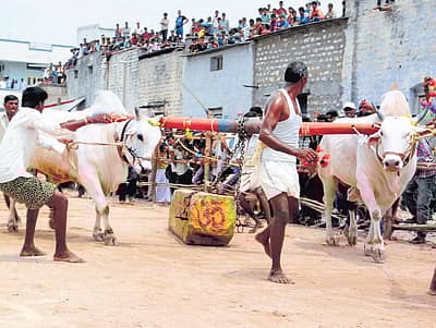 ರಾಯಚೂರಿನಲ್ಲಿ ಕಾರ ಹುಣ್ಣಿಮೆ ಪ್ರಯುಕ್ತ ಸೋಮವಾರ ಮೂರು ದಿನಗಳ ಮುಂಗಾರು ಸಾಂಸ್ಕೃತಿಕ ಹಬ್ಬ ಆರಂಭವಾಯಿತು. ರಾಜ್ಯ ಮಟ್ಟದ ಒಂದೂವರೆ ಟನ್‌ ತೂಕದ ಕಲ್ಲು ಎಳೆಯುವ ಸ್ಪರ್ಧೆಯಲ್ಲಿ ಭಾಗವಹಿಸಿದ್ದ ಜೋಡಿ ಎತ್ತುಗಳು.  ಪ್ರತಿ ವರ್ಷ ರಾಸುಗಳಿಗೆ ವಿವಿಧ ಬಣ್ಣ ಬಳಿದು, ಅಲಂಕಾರಿಕ ವಸ್ತುಗಳನ್ನು ಕಟ್ಟಿ ಸಿಂಗರಿಸಲಾಗುತ್ತದೆ. ಎರಡು ವಾರ ಮುಂಚಿತವಾಗಿಯೇ ಎತ್ತು ಹಾಗೂ ಹೋರಿಗಳನ್ನು ಮನೆಯಲ್ಲಿ ಕಟ್ಟಿ ಮೇವು–ಪೌಷ್ಟಿಕ ಆಹಾರ ತಿನ್ನಿಸಿ ಕಾರ ಹುಣ್ಣಿಮೆ ದಿವಸ ಆಯೋಜಿಸುವ ಓಟದ ಸ್ಪರ್ಧೆಯಲ್ಲಿ ಭಾಗವಹಿಸಲು ಅಣಿಗೊಳಿಸಲಾಗುತ್ತದೆ                         -ಪ್ರಜಾವಾಣಿ ಚಿತ್ರ/ ಶ್ರೀನಿವಾಸ ಇನಾಂದಾರ