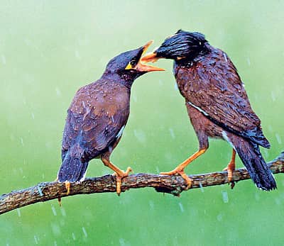 ಬೆಂಗಳೂರು ಬಳಿಯ ಕನಕಪುರ ರಸ್ತೆಯ ತಾತಗುಣಿ ಎಸ್ಟೇಟ್‌ನಲ್ಲಿ ಬುಧವಾರ ಮಳೆ ಸುರಿಯುತ್ತಿದ್ದಾಗ ಮೈನಾ ಜೋಡಿಯೊಂದು ಸಹಭೋಜನದಲ್ಲಿ ತೊಡಗಿತ್ತು. ದೂರದಿಂದ ‘ಊಟ’ ತಂದಿದ್ದ ಮೈನಾ ತನ್ನ ಸಂಗಾತಿಗೆ ಅದನ್ನು ಅಕ್ಕರೆಯಿಂದ ಉಣಿಸುತ್ತಿದ್ದ ಆ ನೋಟ ಮಳೆಯಿಂದ ರಕ್ಷಣೆ ಪಡೆಯಲು ಮರದ ಆಶ್ರಯ ಪಡೆದಿದ್ದವರಿಗೆ ಮುದ ನೀಡಿತು.– ಪ್ರಜಾವಾಣಿ ಚಿತ್ರ/ ವಿಶ್ವನಾಥ್‌ ಸುವರ್ಣ