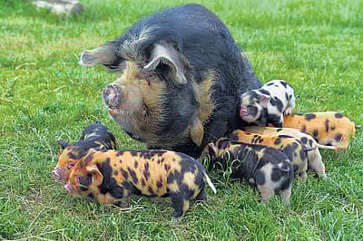 ವಿಶ್ವದಲ್ಲಿಯೇ ಅತ್ಯಂತ ಸಣ್ಣ  ಹಂದಿ ತಳಿ ಇದು. ಕುನೆಕುನೆ ಎಂಬ ಹೆಸರಿನ ಈ ಹಂದಿಯ ಮರಿಗಳು ಬಣ್ಣ ಬಣ್ಣದಿಂದ ಕೂಡಿರುವುದು ವಿಶೇಷ. ಅಸ್ಟ್ರೀಯಾದ ಸಾಲ್ಸ್‌ಬರ್ಗ್‌ನಲ್ಲಿ ಮರಿಗಳೊಂದಿಗೆ ತಾಯಿ ಹಂದಿ ಮೇವನ್ನು ಅರಸುತ್ತಿದ್ದ ದೃಶ್ಯ ಸೋಮವಾರ ಕಂಡುಬಂತು.      - ಎಪಿ ಚಿತ್ರ