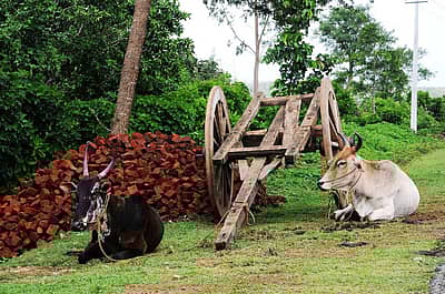 ರೈತರ ಜೀವನದ ಗಾಡಿ ಎಳೆಯುತ್ತಿದ್ದ  ಮರದ ಎತ್ತಿನಗಾಡಿಗಳು ಈಗ ಮಾಯವಾಗಿವೆ. ಬದುಕು ಯಂತ್ರಮಯಗೊಂಡಿದೆ. ಇಂಥದರಲ್ಲಿ ಕಟ್ಟಿಗೆಯ ಸಲಕರಣೆಗಳು ಮೂಲೆ ಸೇರಿವೆ. ಅಪರೂಪಕ್ಕೆ ಎಂಬಂತೆ ಈ ಮುರುಕು ಚಕ್ಕಡಿ ಎಚ್‌.ಡಿ. ಕೋಟೆ ತಾಲ್ಲೂಕಿನ ಹುಣಸೇಕುಪ್ಪೆ  ಬಳಿ ಕ್ಯಾಮೆರಾ ಕಣ್ಣಿಗೆ ಸಿಕ್ಕಿತು-ಸತೀಶ್‌ ಬಿ. ಆರಾಧ್ಯ