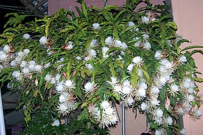 ರಾತ್ರಿ ಅರಳಿ ಬೆಳಗಾಗುವುದರೊಳಗೆ  ತನ್ನ ಸೊಬಗ ಚೆಲ್ಲಿ ನೋಡುವ ಕಣ್ಮನಗಳಿಗೆ ಮುದ ನೀಡುವ ಶ್ವೇತ ಸುಂದರಿ ಬ್ರಹ್ಮಕಮಲ ಮೇಳೈಸುವ ಸುಸಮಯವಿದು. ಉತ್ತರ ಕನ್ನಡ  ಜಿಲ್ಲೆಯ  ಯಲ್ಲಾಪುರದ  ಡಾ. ಜಿ.ಪಿ.ಭಟ್ಟ ಕಣ್ಣಿಮನೆ ಅವರ ಮನೆಯಲ್ಲಿ ಅರಳಿದ ನೂರಾರು ಬೃಹ್ಮ ಕಮಲದ ಹೂವುಗಳು ಸುತ್ತಮುತ್ತಲಿನವರನ್ನು ಆಕರ್ಷಿಸಿತು– ಪ್ರಜಾವಾಣಿ ಚಿತ್ರ