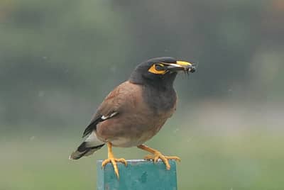 ದಾವಣಗೆರೆ ಕುಂದುವಾಡ ಕೆರೆಯಲ್ಲಿ ಈಚೆಗೆ ಮೈನಾ ಹಕ್ಕಿವೊಂದು ಬೇಟಿಯಾಡಿ ಹುಳು ಹಿಡಿದು ಬೀಗಿದ್ದು ಹೀಗೆ... ಸದಾ ಜೋಡಿ ಯಾಗಿ ಕಾಣಿಸಿಕೊಳ್ಳುವ ಮೈನಾ ಹಕ್ಕಿಗಳು ಪ್ರಣಯದ ಸಂಕೇತ. ಆದರೆ ಜತೆಗಾರನನ್ನು  ಬಿಟ್ಟು, ಒಂಟಿಯಾಗಿಯೇ  ಬೇಟೆಯಲ್ಲಿ ತೊಡಗಿಕೊಂಡಿರುವ ಈ ಮೈನಾ ಕ್ಯಾಮೆರಾ ಕಣ್ಣಿನಲ್ಲಿ ಸೆರೆಯಾಯಿತು.   - ಚಿತ್ರ: ಅನೂಪ್‌ ಆರ್‌. ತಿಪ್ಪೇಸ್ವಾಮಿ