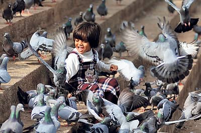 ಸ್ಯಾಂಕಿ ಕೆರೆಯ ಆವರಣಕ್ಕೆ ಭಾನುವಾರ ಪೋಷಕರೊಂದಿಗೆ ವಾಯುವಿಹಾರಕ್ಕೆ ಬಂದಿದ್ದ ಪುಟಾಣಿಯೊಬ್ಬಳು ಅಲ್ಲಿ ನೆರೆದಿದ್ದ ಪಾರಿವಾಳಗಳ ಹಿಂಡಿನೊಳಗೆ ನುಗ್ಗಿ ಚಿನ್ನಾಟವಾಡಿದಳು                       -ಪ್ರಜಾವಾಣಿ ಚಿತ್ರ