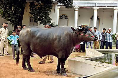 ಹೈದಾರಾಬಾದ್‌ನಲ್ಲಿ ನಡೆಯುತ್ತಿರುವ ಸರ್ದಾರ್‌ ಮೇಳದಲ್ಲಿ ಜನರ ಗಮನ ಸೆಳೆದ ಮುರಾ ಜಾತಿಯ ಕೋಣ. ಹರಿಯಾಣದಿಂದ ತಂದಿರುವ ಈ ಕೋಣಕ್ಕೆ ಭಾರಿ ಬೇಡಿಕೆಯಿದ್ದು, ಇದರ ಬೆಲೆ ₹ 7 ಕೋಟಿ.  -ಪಿಟಿಐ ಚಿತ್ರ