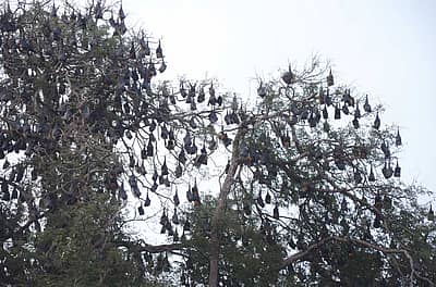 ಬೆಳಗಾವಿ ತಾಲ್ಲೂಕಿನ ಬಡಸ್‌ ಕೆ.ಎಚ್‌. ಗ್ರಾಮದಲ್ಲಿ ಹಗಲಿನ ವೇಳೆ ಸಾವಿರಕ್ಕೂ ಹೆಚ್ಚು ಬಾವಲಿಗಳು ಮರವೊಂದಕ್ಕೆ ತಲೆ ಕೆಳಗಾಗಿ ನೇತಾಡುತ್ತ ವಿಶ್ರಾಂತಿ ಪಡೆಯುತ್ತಿರುವುದು. ನೇತಾಡುವ ಬಾವಲಿಗಳು ಕಿವಿಗಡ­ಚುವ ಶಬ್ದ ಮಾಡುತ್ತಾ ಜನರ ಗಮನ ಸೆಳೆಯುತ್ತವೆ. ಕೊಂಬೆಯಿಂದ ಕೊಂಬೆಗೆ ಹಾರುತ್ತಾ ಕಾಲ ಕಳೆಯುವ ಈ ಪಕ್ಷಿಗಳು  ರಾತ್ರಿಯ ವೇಳೆ ಮರದಿಂದ ಹಾರಿ ಹೋಗುತ್ತವೆ.  -ಪ್ರಜಾವಾಣಿ ಚಿತ್ರ