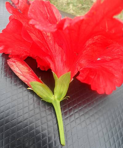 ಮುಂಡಗೋಡದ ನಾಗರಾಜ ವಾಲ್ಮೀಕಿ ಅವರ ಮನೆಯ ದಾಸವಾಳ ಗಿಡದಲ್ಲಿ ಒಂದೇ ತೊಟ್ಟಿನಲ್ಲಿ ಎರಡು ದಾಸವಾಳ ಹೂ ಬಿಟ್ಟಿರುವುದು ವಿಶೇಷ. ಒಂದು ಕಡೆ ಪೂರ್ತಿಯಾಗಿ ದಾಸವಾಳ ಹೂ ಅರಳಿ ಇನ್ನೊಂದರಲ್ಲಿ ಮೊಗ್ಗು ಬಿಟ್ಟಿದೆ     -ಪ್ರಜಾವಾಣಿ ಚಿತ್ರ