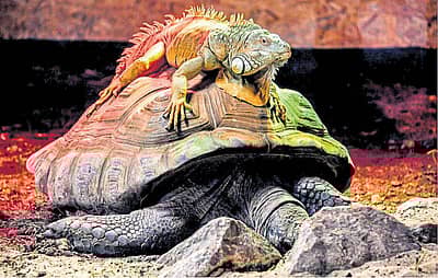 ಎಎಫ್‌ಪಿ ಚಿತ್ರ