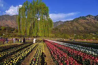 ಶ್ರೀನಗರದ ಫುಲ್ವಾಮಾದಲ್ಲಿ ನಡೆದ ದಾಳಿಯ ನಂತರವೂ ಟುಲಿಪ್‌ಗಳ ನಗರದತ್ತ ಪ್ರವಾಸಿಗರ ಆಕರ್ಷಣೆಯೇನೂ ಕಡಿಮೆಯಾಗಿಲ್ಲ. ಈ ತಿಂಗಳ ಅಂತ್ಯದಲ್ಲಿ ಟುಲಿಪ್‌ ಅರಳಿ, ಇಡೀ ಕಣಿವೆ ಹೂಗಳಿಂದ ನಳನಳಿಸಲಾರಂಭಿಸುತ್ತದೆ.