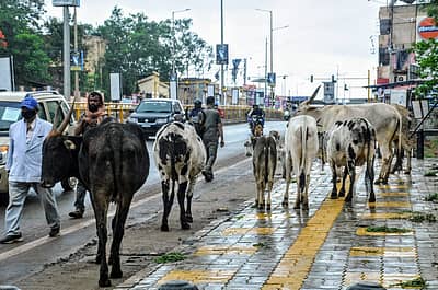 ಪ್ರಜಾವಾಣಿ ಚಿತ್ರಗಳು/ತಾಜುದ್ದೀನ್ ಆಜಾದ್