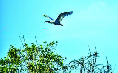 ಕೊಕ್ಕರೆ