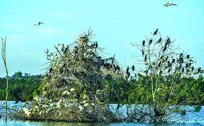 ಕೊಕ್ಕರೆಗಳ ಸಮುಹ