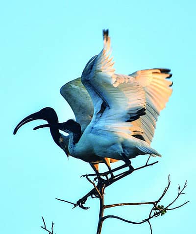 ಕೊಕ್ಕರೆಗಳು