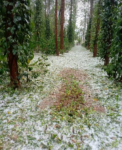 ಕೊಡಗು ಜಿಲ್ಲೆಯ ವಿವಿಧೆಡೆ  ರಸ್ತೆಗಳಲ್ಲಿ ಆಲಿಕಲ್ಲು