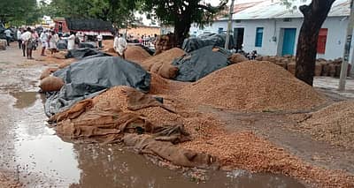 ಹಲವಾರು ರೈತರು ಪ್ರಾಗಂಣದಲ್ಲಿ ಶೇಂಗಾ ಹಾಕಿದ್ದರು