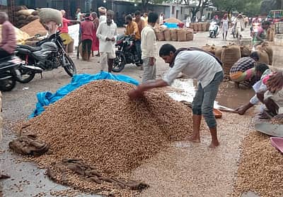 ಏಕಾಏಕಿ ಗಾಳಿ, ಮಳೆಗೆ ಶೇಂಗಾ ಮಳೆ ನೀರಿನಲ್ಲಿ ಹರಿದುಕೊಂಡು ಚರಂಡಿ ಸೇರಿವೆ