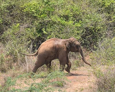 ಅರಣ್ಯ ಇಲಾಖೆ ಸಿಬ್ಬಂದಿಗೆ ಸವಾಲಾಗಿದ್ದ ಆನೆ