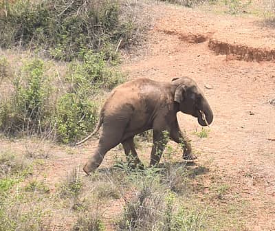 ಸ್ಥಳದಿಂದ ಕಾಲ್ಕಿತ್ತು ಬೇರೆಡೆಗೆ ತೆರಳುತ್ತಿರುವ ಆನೆ