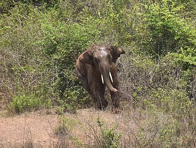 ರೊಚ್ಚಿಗೆದ್ದ ಆನೆ