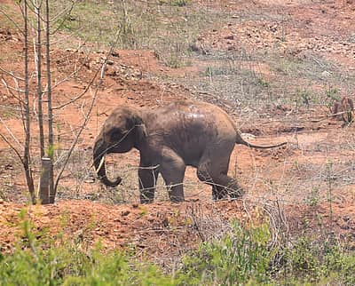 ಅರಣ್ಯ ಇಲಾಖೆ ಸಿಬ್ಬಂದಿಗೆ ಬೆದರಿ ಓಡಲು ಮುಂದಾದ ಆನೆ
