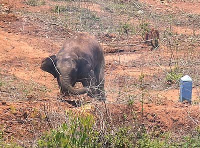 ಕೋಪಗೊಂಡ  ಆನೆಯು ದೊಡ್ಡ ಮಣ್ಣಿನ ದಿಬ್ಬವನ್ನು ಕೆಡವಿತು.