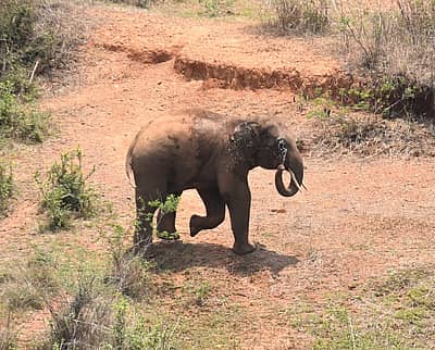 ಪಟಾಕಿ ಸದ್ದಿಗೆ ಬೆದರಿದ ಆನೆ