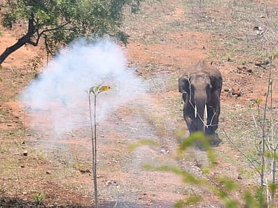 ಆನೆ  ಬೆದರಿಸಲು  ಪಟಾಕಿ  ಸಿಡಿಸಿದ ಅರಣ್ಯ ಇಲಾಖೆ  ಸಿಬ್ಬಂದಿ