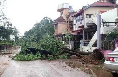 ಹಲವು ಬೃಹತ್ ಮರಗಳು ಬುಡಮೇಲಾಗಿ ರಸ್ತೆಗೆ ಅಡ್ಡಲಾಗಿ ಬಿದ್ದಿವೆ.