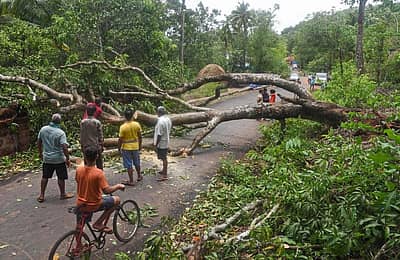 ರಸ್ತೆಗೆ ಅಡ್ಡಲಾಗಿ ಬಿದ್ದ ಬೃಹತ್ ಮರ