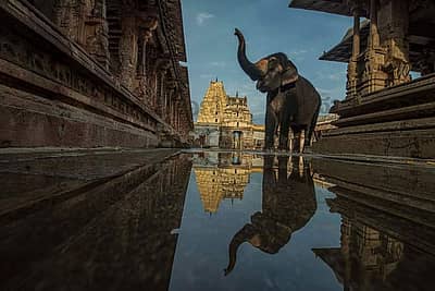 ಹಂಪಿ ವಿರೂಪಾಕ್ಷೇಶ್ವರ ದೇಗುಲದ ಆನೆ ಲಕ್ಷ್ಮಿ –ಚಿತ್ರ: ರಾಚಯ್ಯ ಎಸ್.‌ಸ್ಥಾವರಿಮಠ