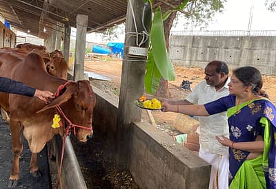 ಬಿಡದಿ ತೋಟದ ಮನೆಯಲ್ಲಿ ಗೋ ಪೂಜೆ ನಡೆಸಿದ ಎಚ್‌ಡಿ ಕುಮಾರಸ್ವಾಮಿ ದಂಪತಿ
