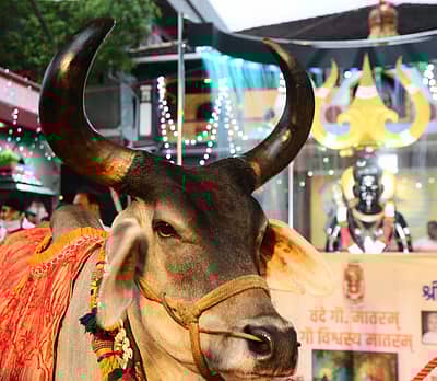 ಬೆಳಗಾವಿಯ ಕಪಿಲೇಶ್ವರ ಮಂದಿರದ ಗೋ ಮಾತೆ