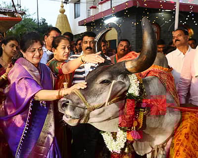ಮುಜರಾಯಿ ಸಚಿವೆ ಶಶಿಕಲಾ ಜೊಲ್ಲೆ ಅವರಿಂದ ಗೋ ಪೂಜೆ
