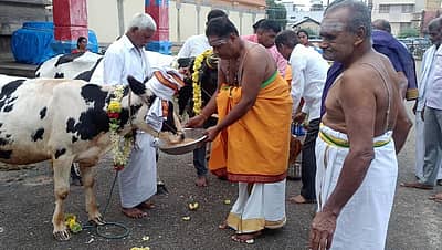 ಚಾಮರಾಜನಗರದ ಚಾಮರಾಜೇಶ್ವರ ದೇವಸ್ಥಾನದಲ್ಲಿ ಗೋ ಪೂಜೆ