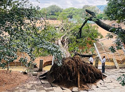 ಬಸವನಗುಡಿಯ ನೂರು ವರ್ಷ ಇತಿಹಾಸವುಳ್ಳ ಅರಳಿ ಮರ ಧರೆಗೆ – ಪ್ರಜಾವಾಣಿ ಚಿತ್ರ