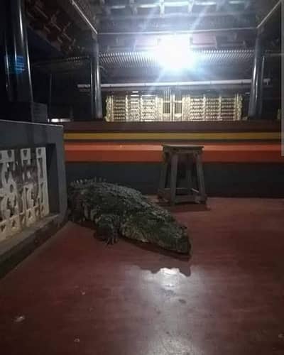 ಭಕ್ತರಲ್ಲಿ ಅಚ್ಚರಿಗೆ ಕಾರಣವಾಗಿದ್ದ ಬಬಿಯಾ ಮೊಸಳೆ