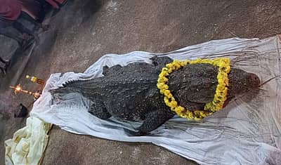 ಈ ಮೊಸಳೆ ಇಲ್ಲಿಗೆ ಹೇಗೆ ಬಂತು ಎಂಬುದು ಯಾರಿಗೂ ತಿಳಿದಿಲ್ಲ.