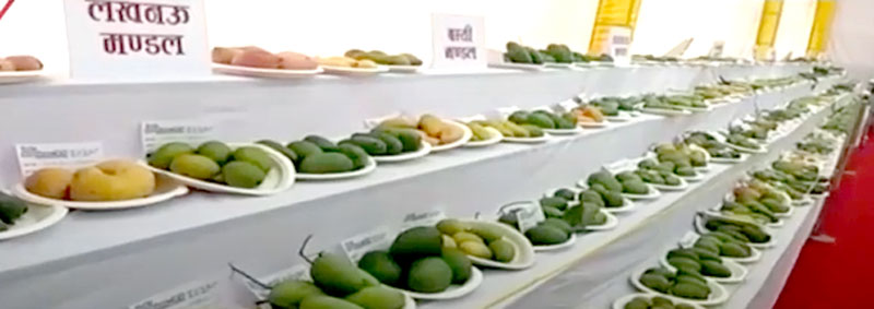 ಮಾವು ಉತ್ಸವದಲ್ಲಿ ಹತ್ತಾರು ಬಗೆಯ ಮಾವಿನ ಹಣ್ಣುಗಳು