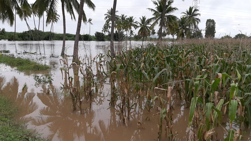 ಬುಳ್ಳಾಪುರ ಗ್ರಾಮದ ಜಮೀನುಗಳಿಗೆ ಹಳ್ಳದ ನೀರು ನುಗ್ಗಿರುವುದು.