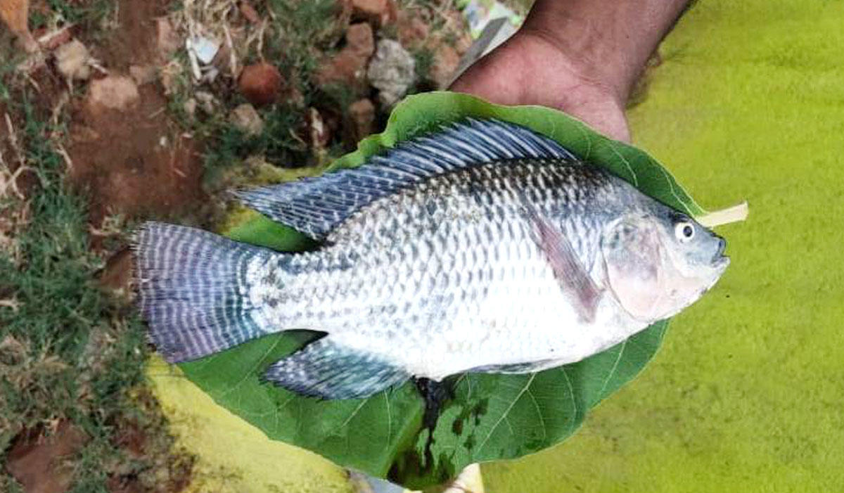 ಮುಕ್ಕಾಲು ಕೆಜಿ ತೂಕ ಇರುವ ಗಿಫ್ಟ್ ತಿಲಾಫಿಯ (ಜಿಲೇಬಿ)ಮೀನು