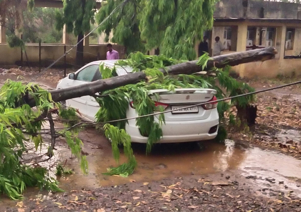 ಬೆಳಗಾವಿ ಜಿಲ್ಲೆ ಕಿತ್ತೂರು ತಾಲ್ಲೂಕು ಕಚೇರಿ ಆವರಣದಲ್ಲಿ ನಿಲ್ಲಿಸಿದ್ದ ಕಾರಿನ ಮೇಲೆ ಮರ ಬಿದ್ದಿದೆ.