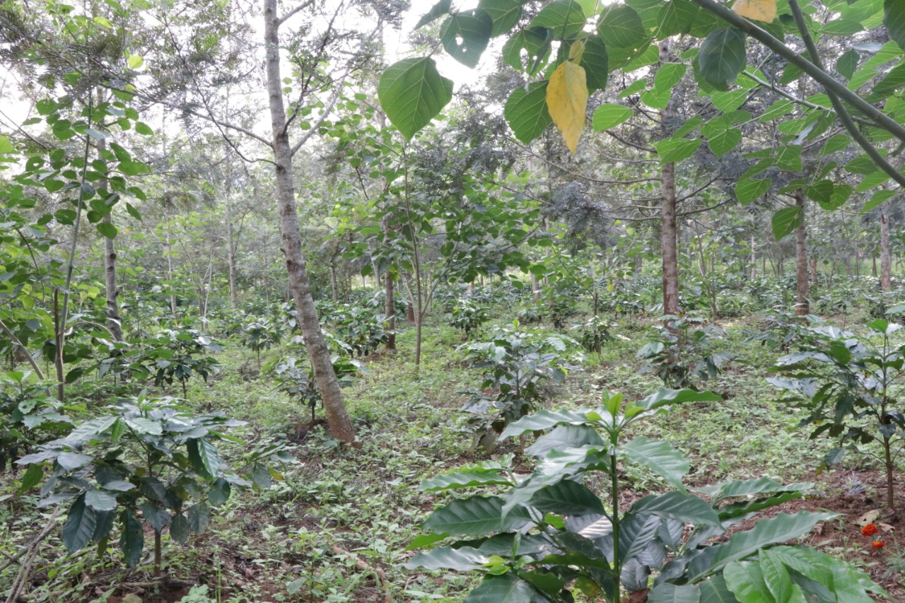 ನರೇಗಾ ಅಡಿಯಲ್ಲಿ ಮಾಡಿರುವ ಕಾಫಿ ತೋಟ