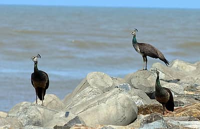 ಏನು ಹುಡುಕಾಟ? ಮಂಗಳೂರಿನ ಬೆಂಗ್ರೆ ಕಡಲ ತೀರದಲ್ಲಿ ಆಹಾರಕ್ಕಾಗಿ ಹುಡುಕಾಡುತ್ತಿದ್ದ ನವಿಲುಗಳು ಮಳೆ, ಮೋಡ, ಕಡಲಿನ ಅಬ್ಬರದ ನಡುವೆ ಆಹಾರ ಹುಡುಕುವುದನ್ನೇ ಮರೆತುಬಿಟ್ಟವೋ ಎಂಬಂತೆ ಶುಕ್ರವಾರ ಕಂಡುಬಂದವು. ಬೆಂಗ್ರೆ ಭಾಗದಲ್ಲಿ ನೂರಾರು ನವಿಲುಗಳಿದ್ದು, ಕಡಲ ತೀರದ ಆಹಾರ ತಿಂದು ಸೊಗಸಾದ ಜೀವನ ನಡೆಸುತ್ತಿವೆ. ಚಿತ್ರ: ಗೋವಿಂದರಾಜ ಜವಳಿ