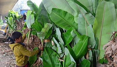 ಆಯುಧಪೂಜೆ ಅಂಗವಾಗಿ ಬೇರೆ ಬೇರೆ ಹಳ್ಳಿಗಳಿಂದ ನಗರಕ್ಕೆ ಬಂದಿರುವ ಬಾಳೆ ದಿಂಡುಗಳನ್ನು ಪುಟಾಣಿಯೊಬ್ಬ ಜೋಡಿಸುತ್ತಿದ್ದ ದೃಶ್ಯ ಕೆ.ಆರ್ ಮಾರುಕಟ್ಟೆ ಬಳಿ ಭಾನುವಾರ ಕಂಡುಬಂತು -ಪ್ರಜಾವಾಣಿ ಚಿತ್ರ